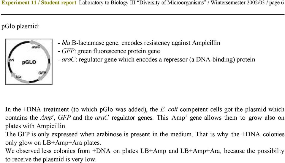 coli competent cells got the plasmid which contains the Amp r, GFP and the arac regulator genes. This Amp r gene allows them to grow also on plates with Ampicillin.