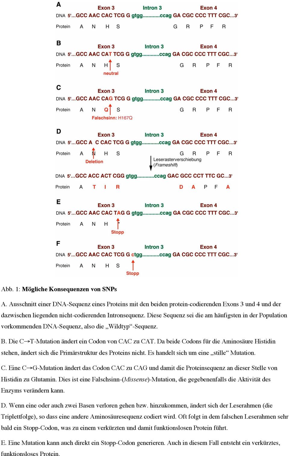 Da beide Codons für die Aminosäure Histidin stehen, ändert sich die Primärstruktur des Proteins nicht. Es handelt sich um eine stille Mutation. C. Eine C G-Mutation ändert das Codon CAC zu CAG und damit die Proteinsequenz an dieser Stelle von Histidin zu Glutamin.