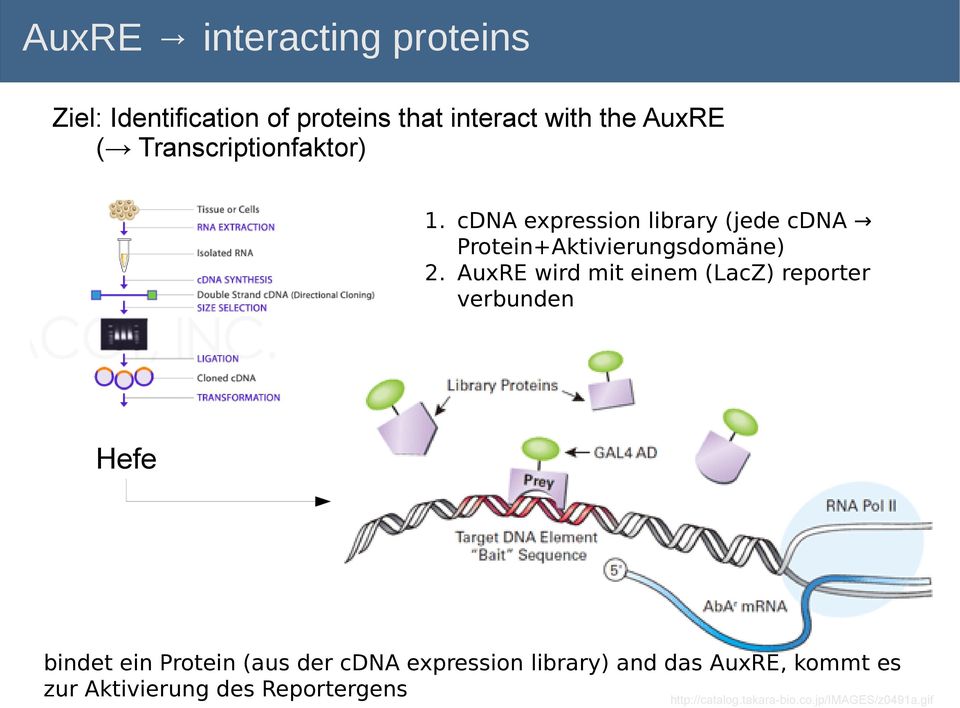 AuxRE wird mit einem (LacZ) reporter verbunden Hefe bindet ein Protein (aus der cdna expression