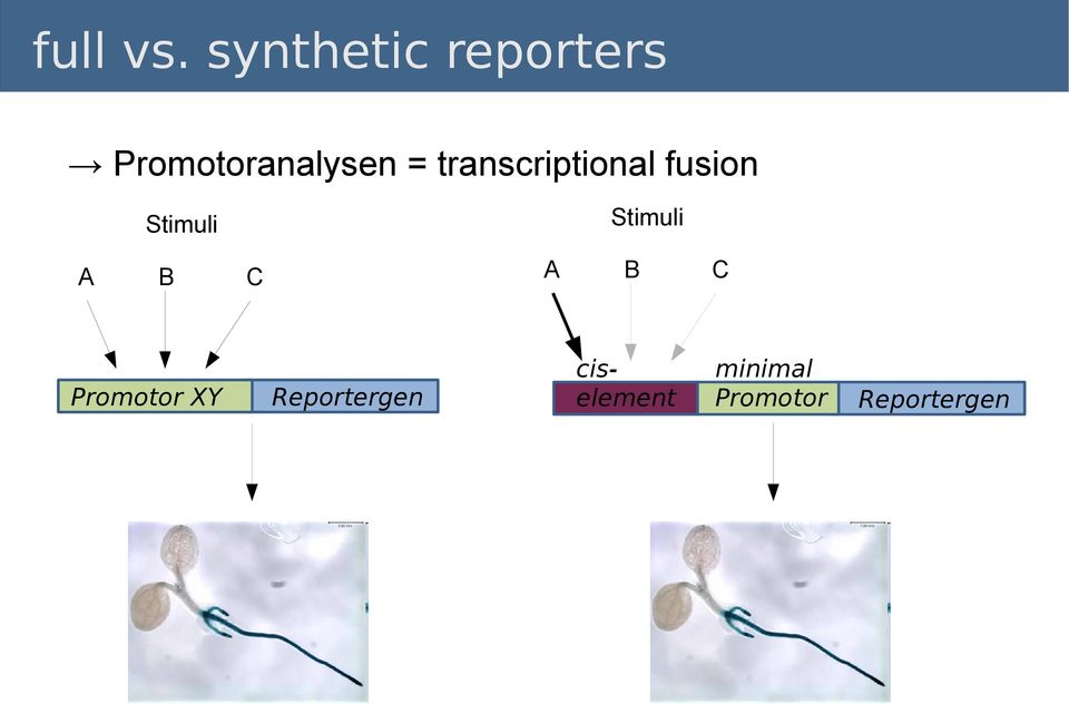 transcriptional fusion Stimuli Stimuli A
