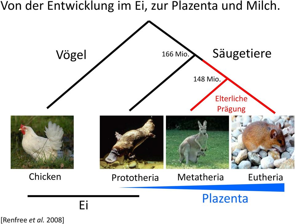 Elterliche Prägung Chicken [Renfree et al.