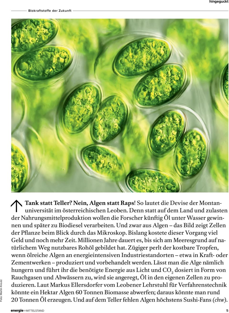 Und zwar aus Algen das Bild zeigt Zellen der Pflanze beim Blick durch das Mikroskop. Bislang kostete dieser Vorgang viel Geld und noch mehr Zeit.