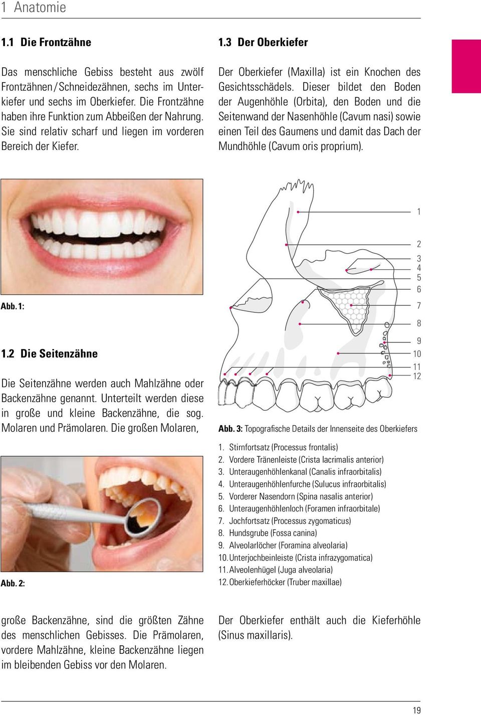 3 Der Oberkiefer Der Oberkiefer (Maxilla) ist ein Knochen des Gesichtsschädels.