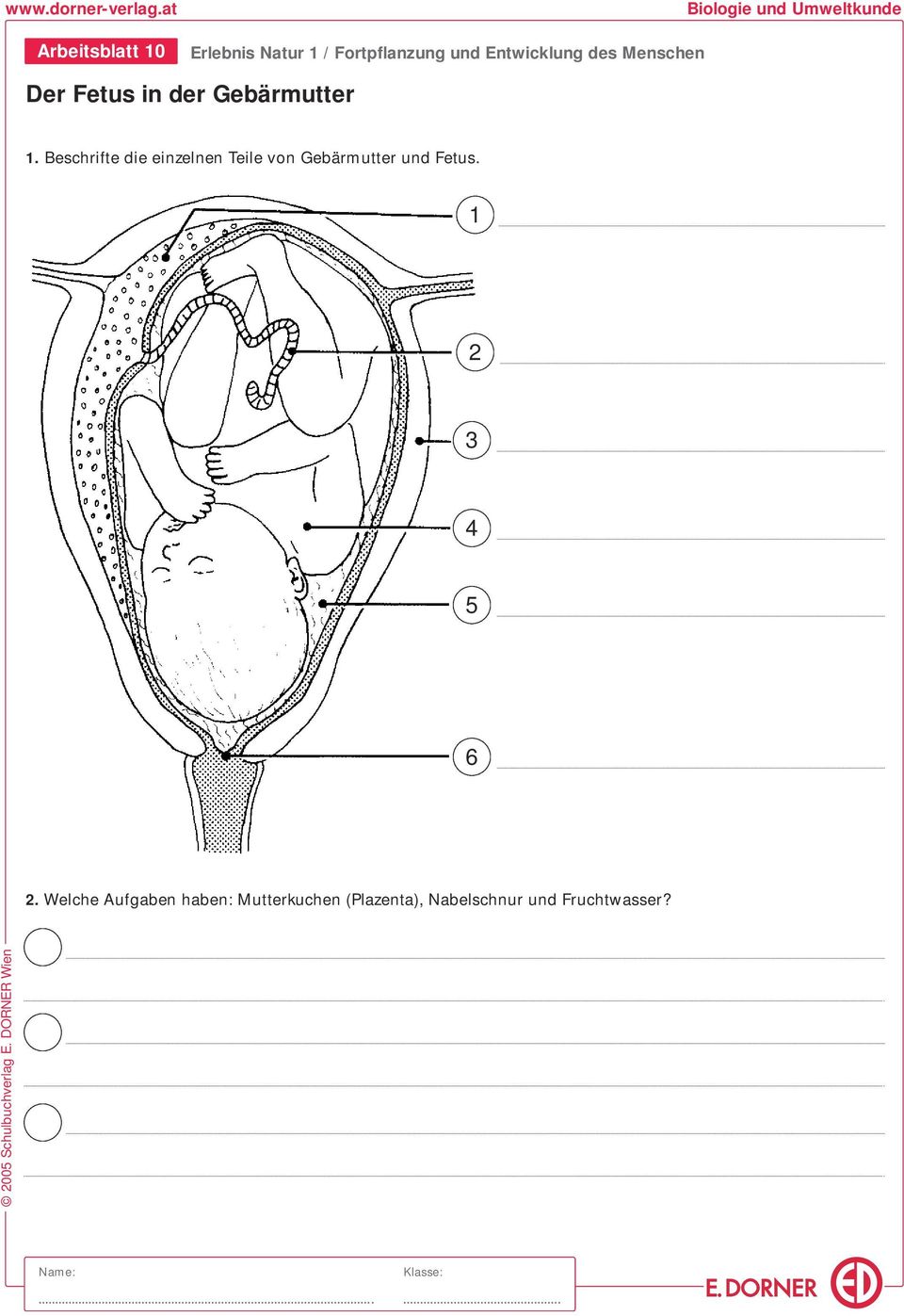 Beschrifte die einzelnen Teile von Gebärmutter und Fetus.