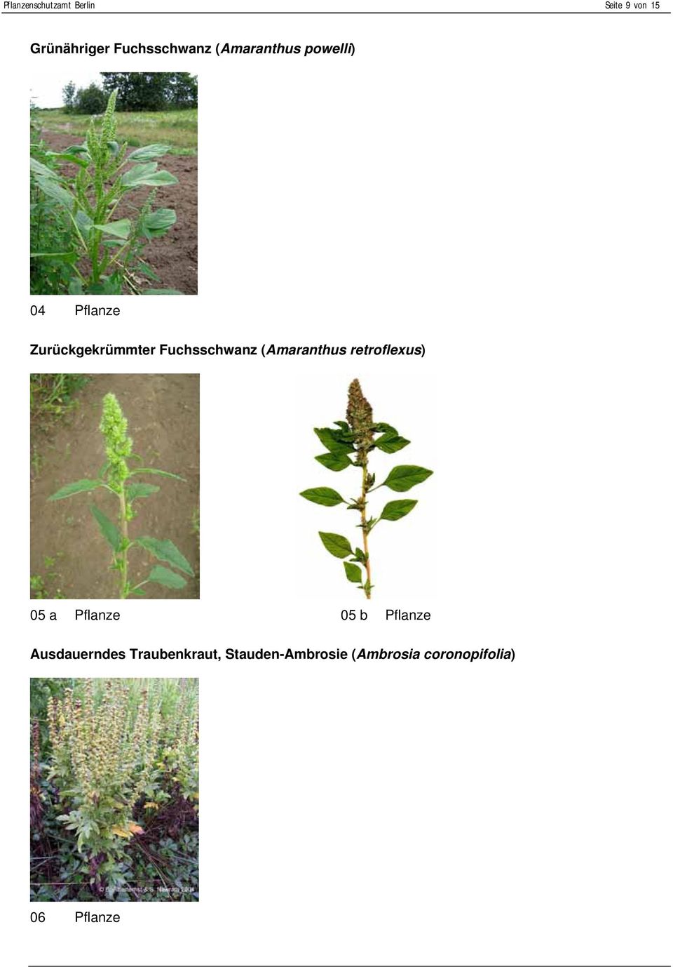 (Amaranthus retroflexus) 05 a Pflanze 05 b Pflanze Ausdauerndes