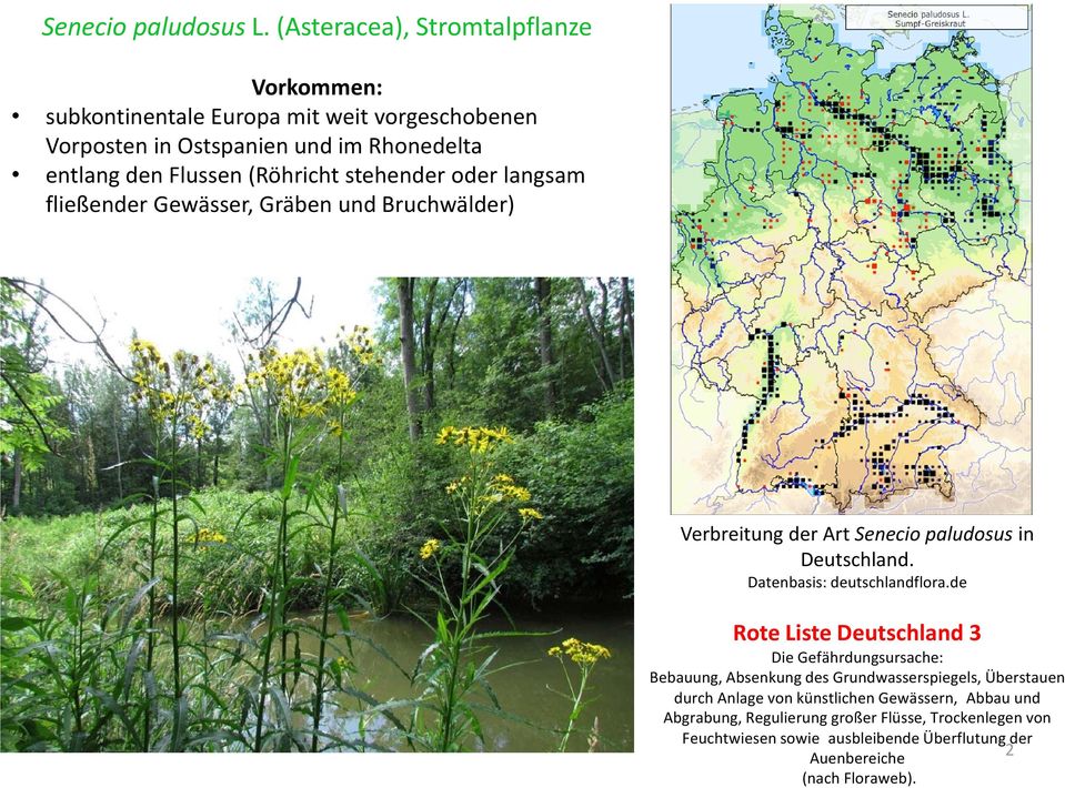 (Röhricht stehender oder langsam fließender Gewässer, Gräben und Bruchwälder) Verbreitung der Art Senecio paludosus in Deutschland.