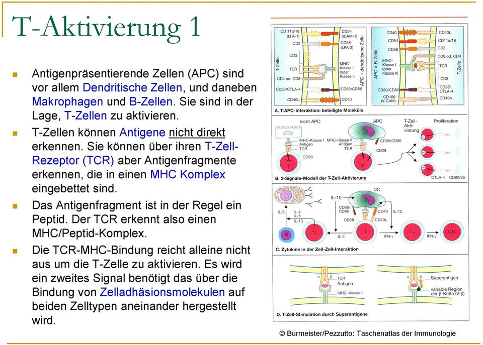 Das Antigenfragment ist in der Regel ein Peptid. Der TCR erkennt also einen MHC/Peptid-Komplex. Die TCR-MHC-Bindung reicht alleine nicht aus um die T-Zelle zu aktivieren.