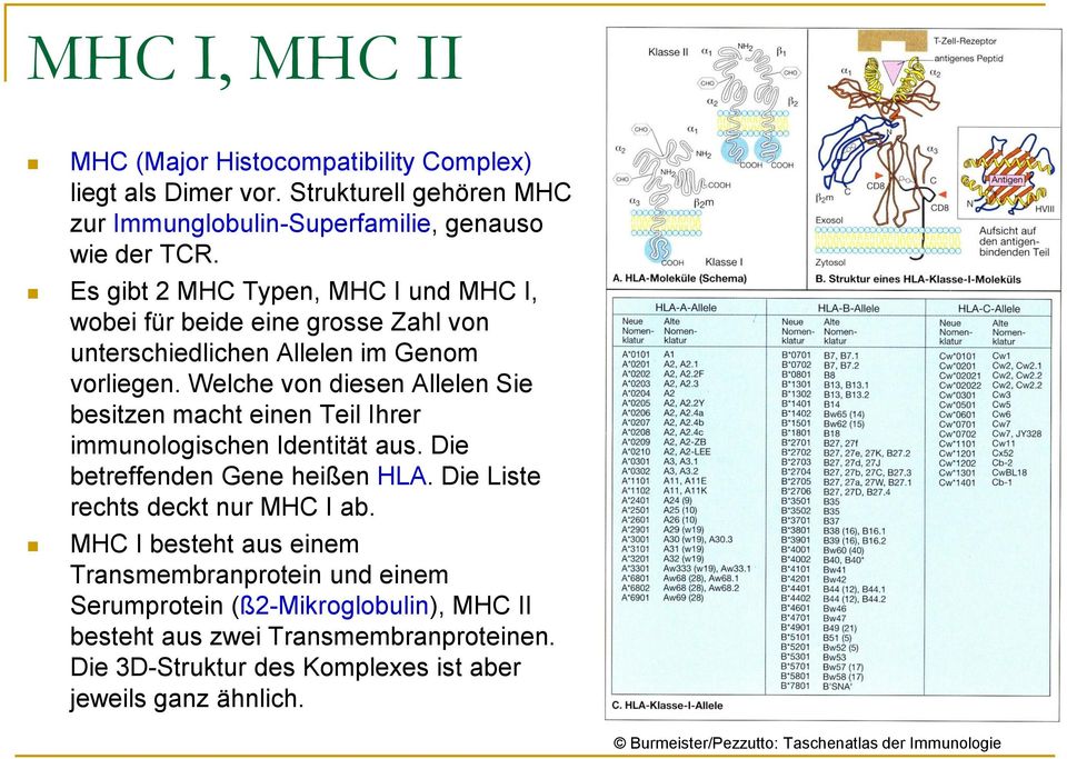 Welche von diesen Allelen Sie besitzen macht einen Teil Ihrer immunologischen Identität aus. Die betreffenden Gene heißen HLA. Die Liste rechts deckt nur MHC I ab.