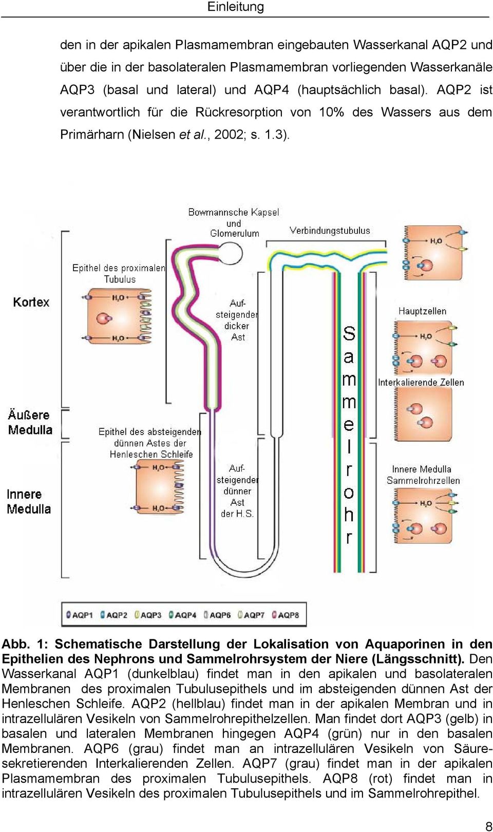 1: Schematische Darstellung der Lokalisation von Aquaporinen in den Epithelien des Nephrons und Sammelrohrsystem der Niere (Längsschnitt).