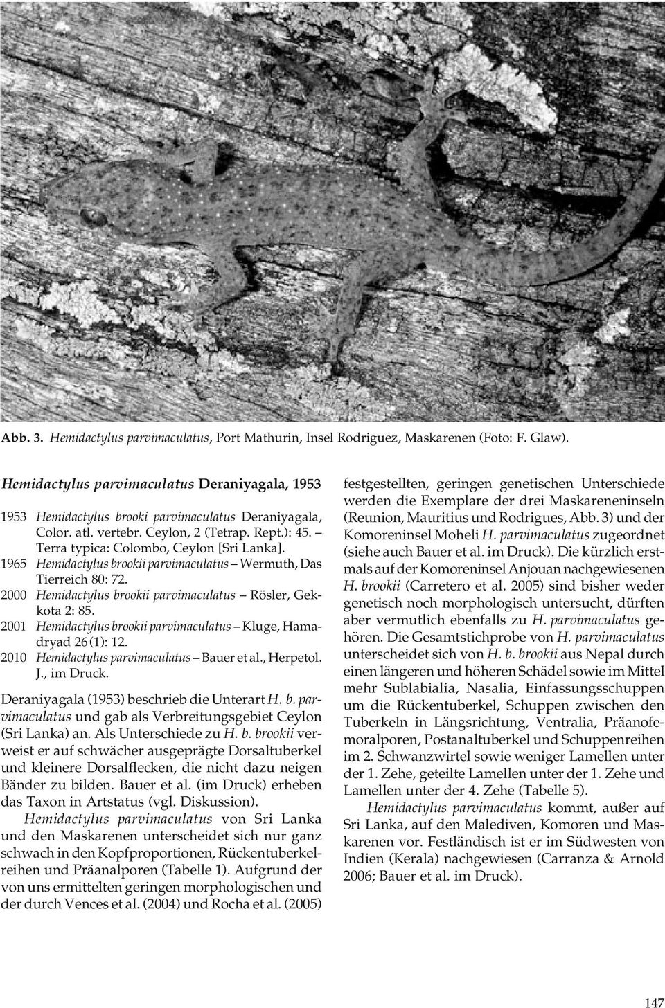 1965 Hemidactylus brookii parvimaculatus Wermuth, Das Tierreich 80: 72. 2000 Hemidactylus brookii parvimaculatus Rösler, Gekkota 2: 85.