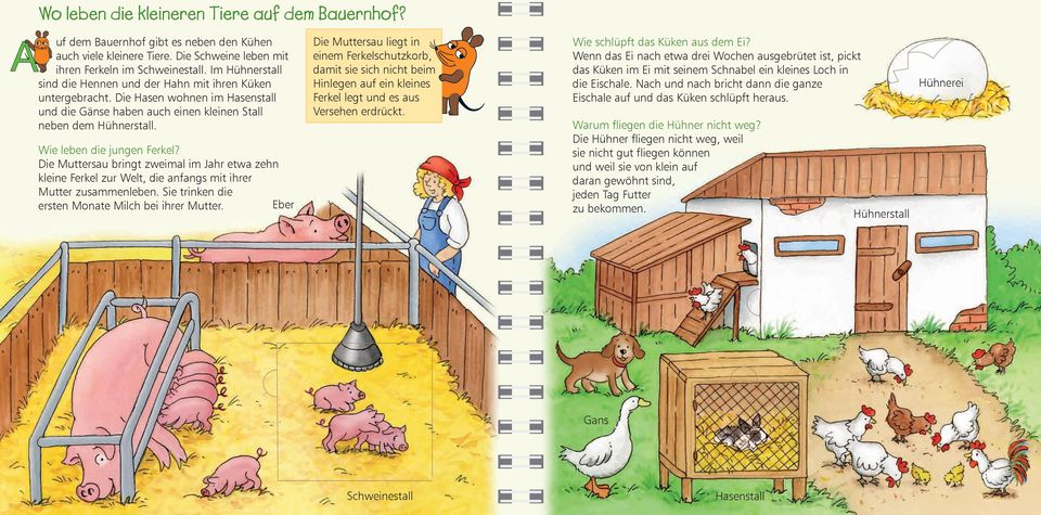 Wie leben die jungen Ferkel? Die Muttersau bringt zweimal im Jahr etwa zehn kleine Ferkel zur Welt, die anfangs mit ihrer Mutter zusammenleben. Sie trinken die ersten Monate Milch bei ihrer Mutter.