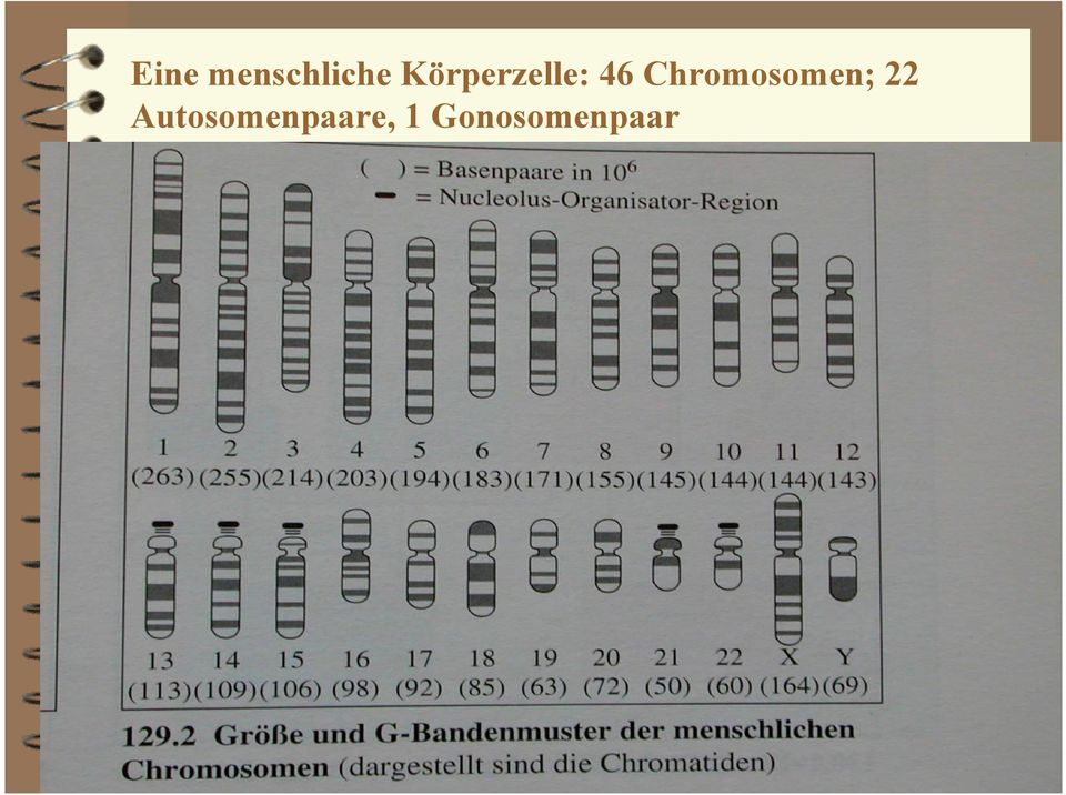 Chromosomen; 22
