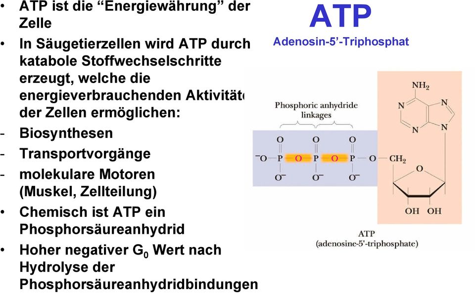 Transportvorgänge - molekulare Motoren (Muskel, Zellteilung) Chemisch ist ATP ein
