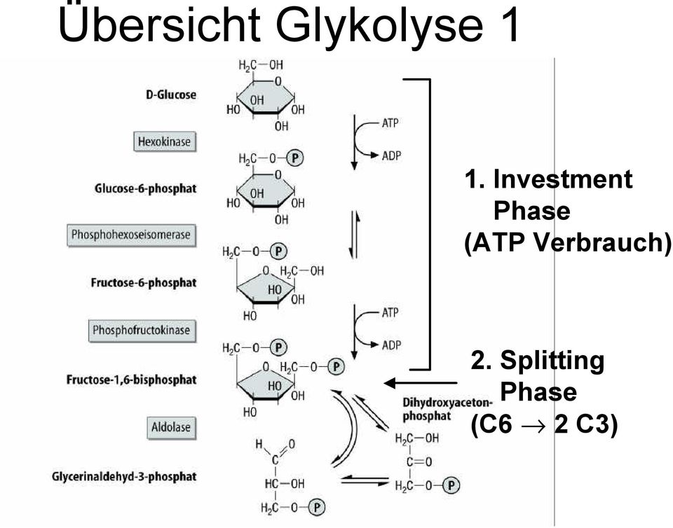 (ATP Verbrauch) 2.