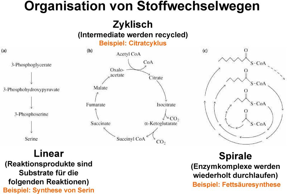 Substrate für die folgenden Reaktionen) Beispiel: Synthese von Serin