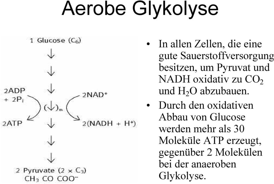 2 und H 2 O abzubauen.