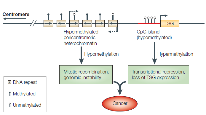HYPOMETHYLIERUNG Ein Zusammenhang zwischen Krebs und der DNA Methylierung wurde zum ersten Mal 1983 erkannt.