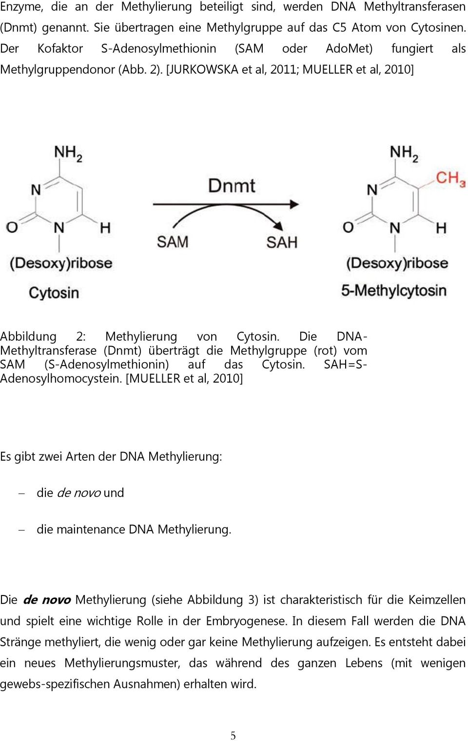 Die DNA- Methyltransferase (Dnmt) überträgt die Methylgruppe (rot) vom SAM (S-Adenosylmethionin) auf das Cytosin. SAH=S- Adenosylhomocystein.