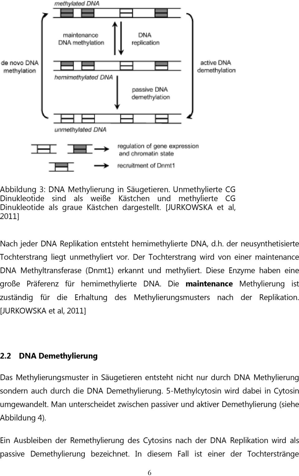 Der Tochterstrang wird von einer maintenance DNA Methyltransferase (Dnmt1) erkannt und methyliert. Diese Enzyme haben eine große Präferenz für hemimethylierte DNA.