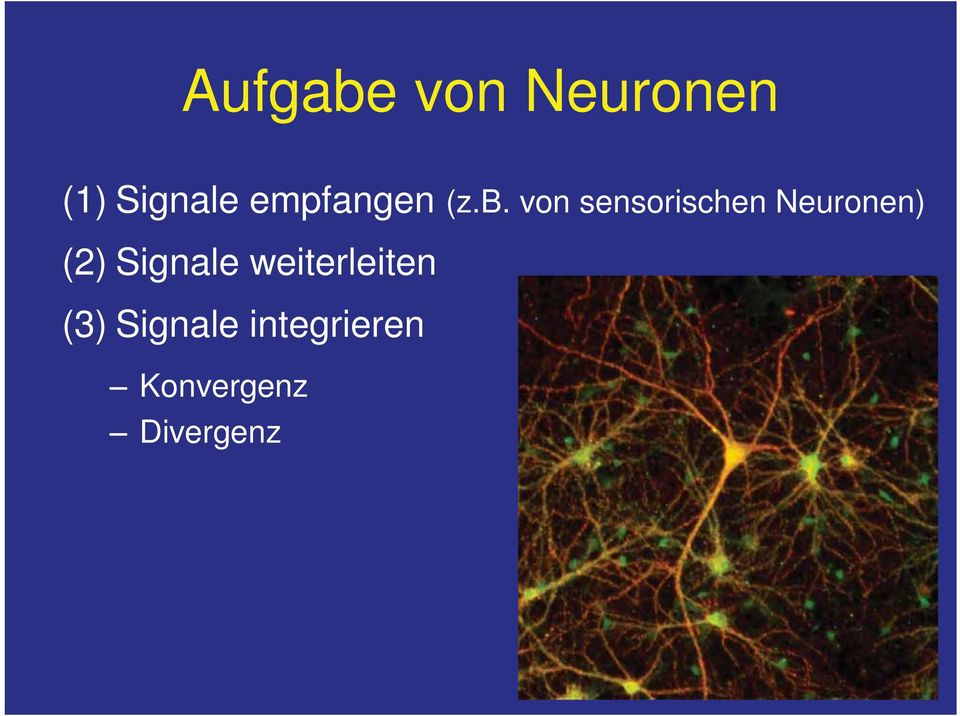 von sensorischen Neuronen) (2)