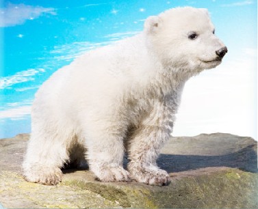 Warum friert ein Eisbär nicht? Wäre schwarzen Eisbären wärmer? Die vielen Tricks der Eisbären!