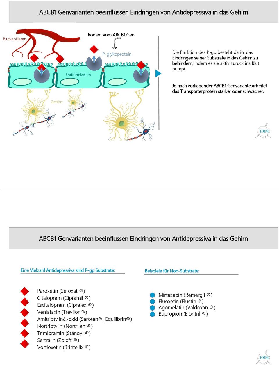 Gehirn ABCB1 Genvarianten beeinflussen Eindringen von Antidepressiva in das Gehirn Eine Vielzahl Antidepressiva sind P-gp Substrate: Beispiele für Non-Substrate: Paroxetin (Seroxat ) Citalopram