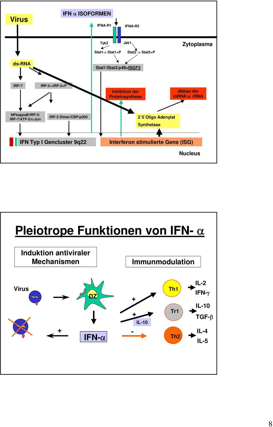 rrna NFkappaB/IRF-3/ IRF-7/ATF-2/c-Jun IRF-3 Dimer/CBP/p300 2`5`Oligo Adenylat Synthetase IFN Typ I Gencluster 9q22 Interferon
