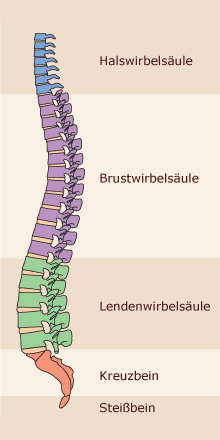 n- Abschnitte HWS Halswirbelsäule BWS