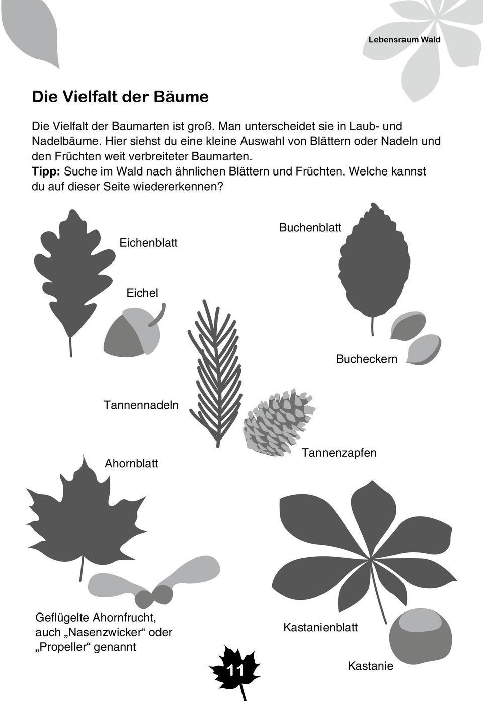 Tipp: Suche im Wald nach ähnlichen Blättern und Früchten. Welche kannst du auf dieser Seite wiedererkennen?