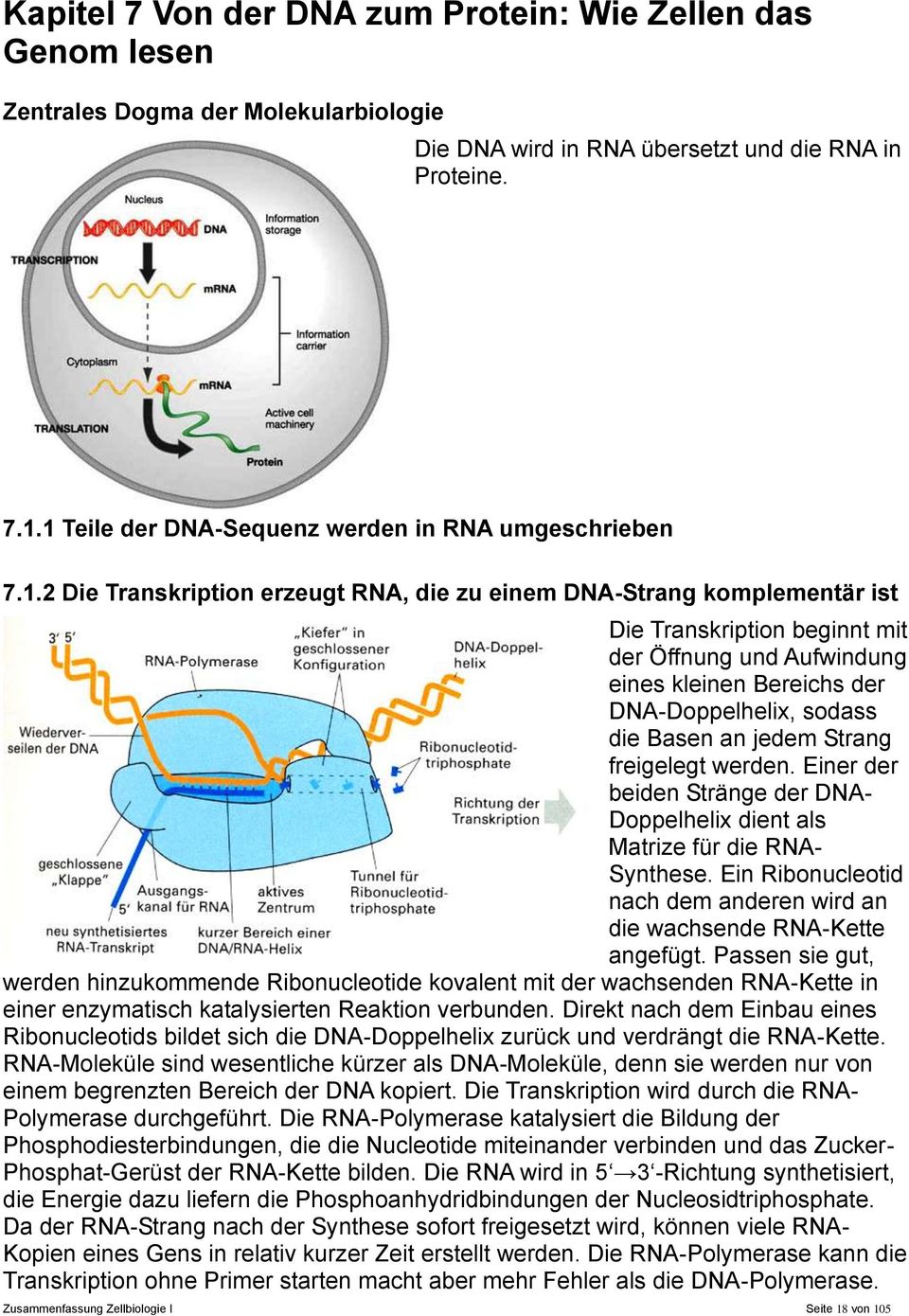 kleinen Bereichs der DNA-Doppelhelix, sodass die Basen an jedem Strang freigelegt werden. Einer der beiden Stränge der DNA- Doppelhelix dient als Matrize für die RNA- Synthese.