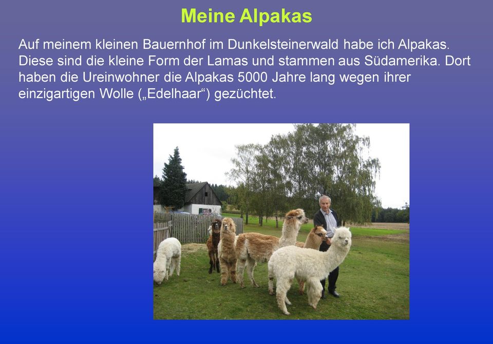 Diese sind die kleine Form der Lamas und stammen aus Südamerika.