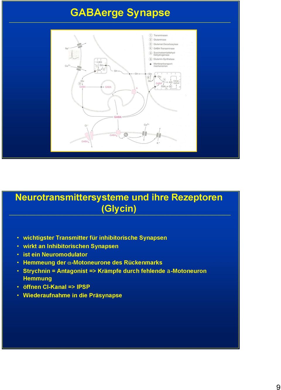 Neuromodulator Hemmeung der α-motoneurone des Rückenmarks Strychnin = Antagonist =>