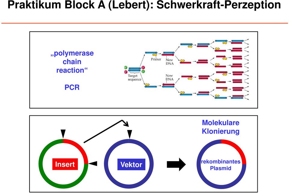 chain reaction PCR Molekulare