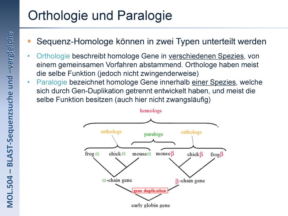 Orthologe haben meist die selbe Funktion (jedoch nicht zwingenderweise) Paralogie bezeichnet homologe Gene