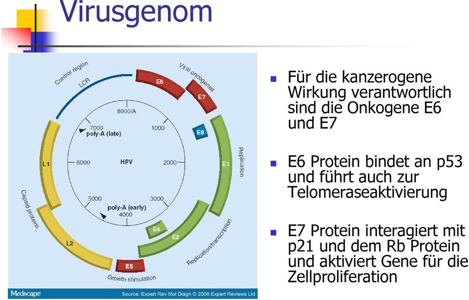 auch zur Telomeraseaktivierung E7 Protein interagiert mit