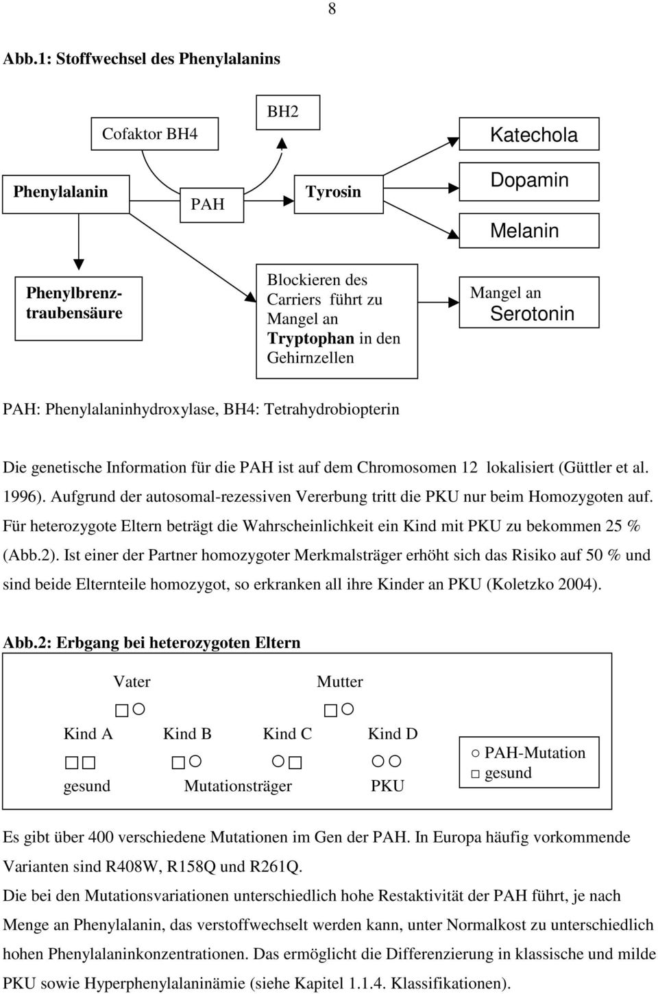 Mangel an Serotonin PAH: Phenylalaninhydroxylase, BH4: Tetrahydrobiopterin Die genetische Information für die PAH ist auf dem Chromosomen 12 lokalisiert (Güttler et al. 1996).