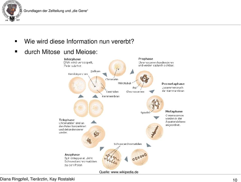 durch Mitose und Meiose: Quelle: