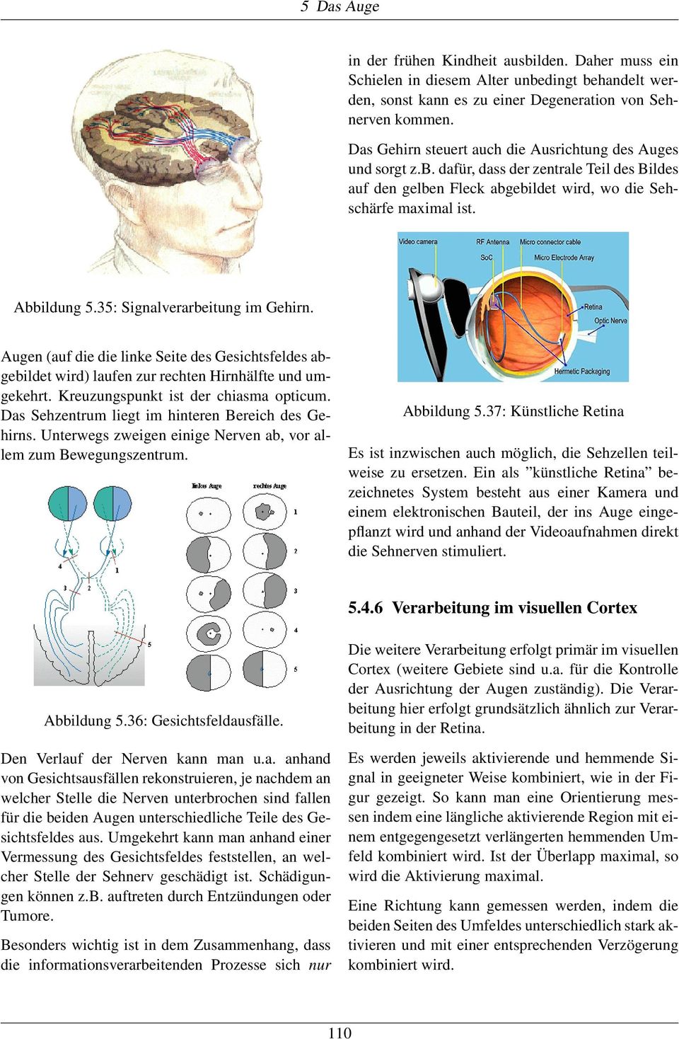 35: Signalverarbeitung im Gehirn. Augen (auf die die linke Seite des Gesichtsfeldes abgebildet wird) laufen zur rechten Hirnhälfte und umgekehrt. Kreuzungspunkt ist der chiasma opticum.