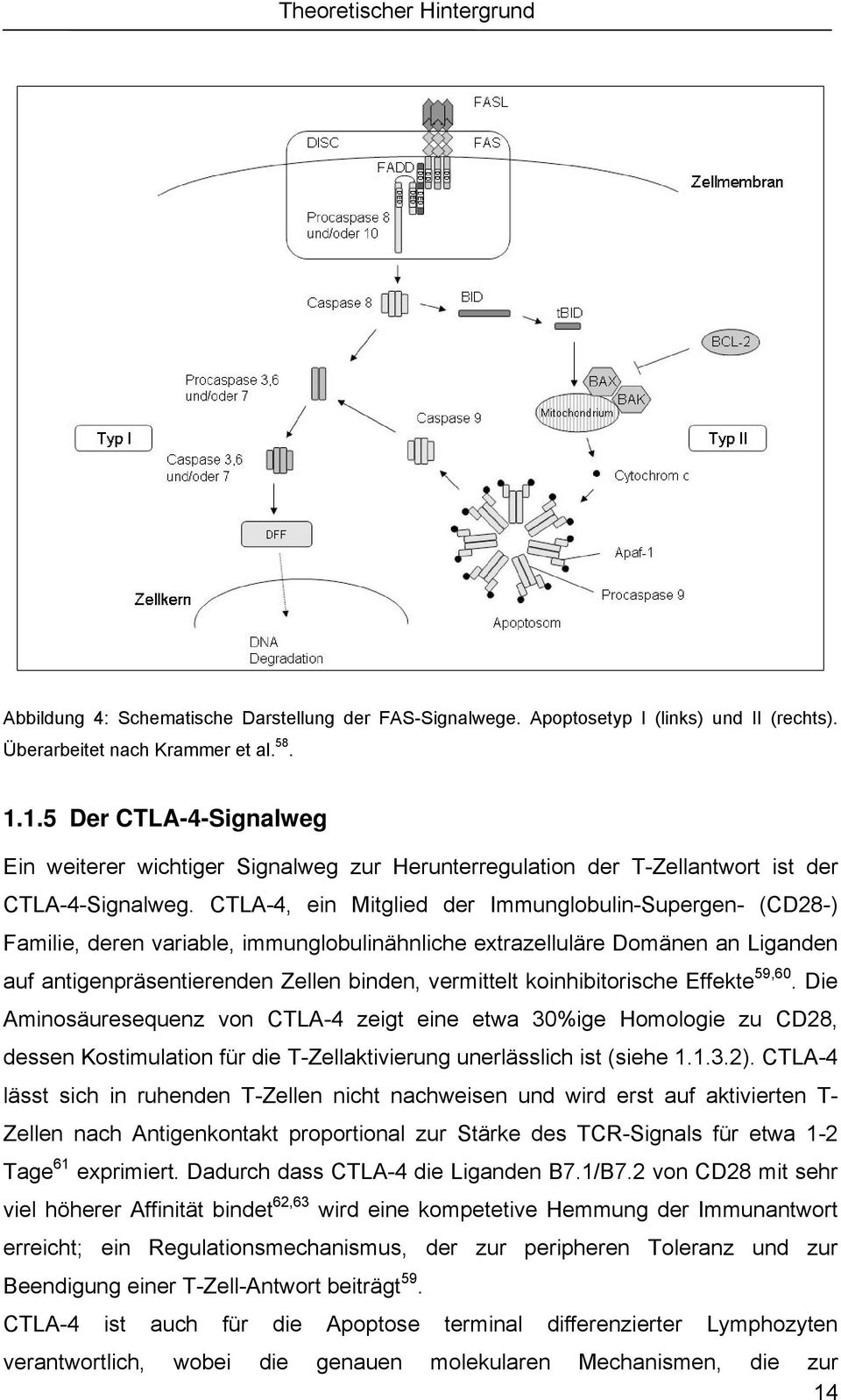 CTLA-4, ein Mitglied der Immunglobulin-Supergen- (CD28-) Familie, deren variable, immunglobulinähnliche extrazelluläre Domänen an Liganden auf antigenpräsentierenden Zellen binden, vermittelt