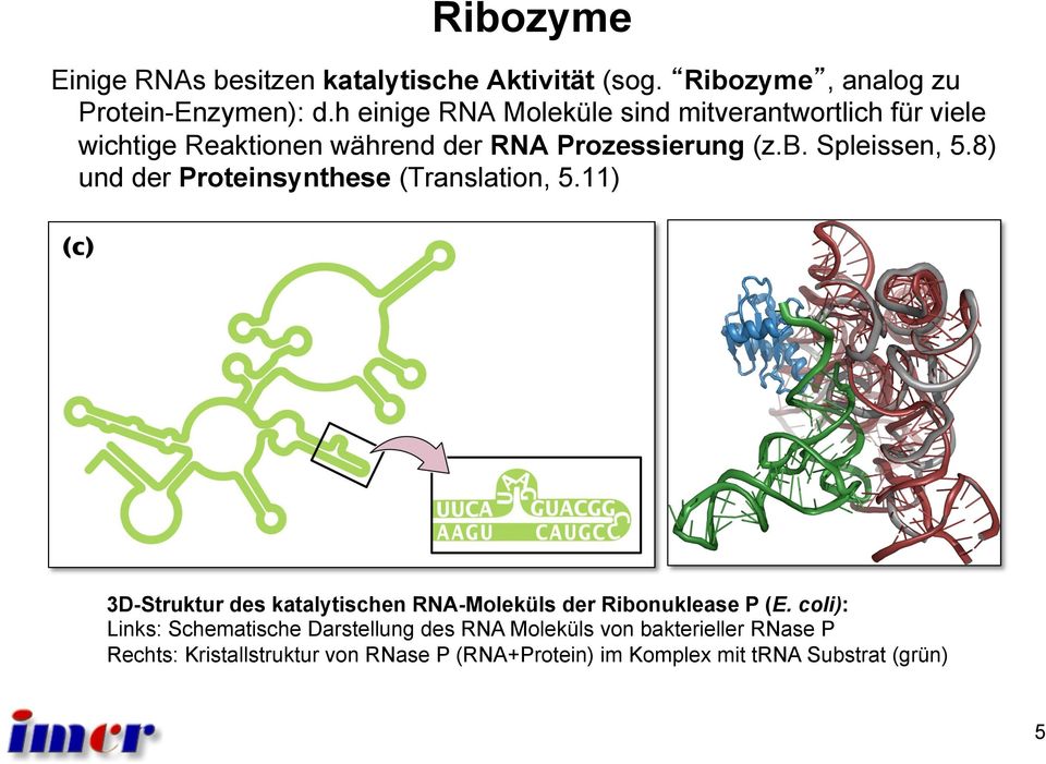 8) und der Proteinsynthese (Translation, 5.11) 3D-Struktur des katalytischen RNA-Moleküls der Ribonuklease P (E.