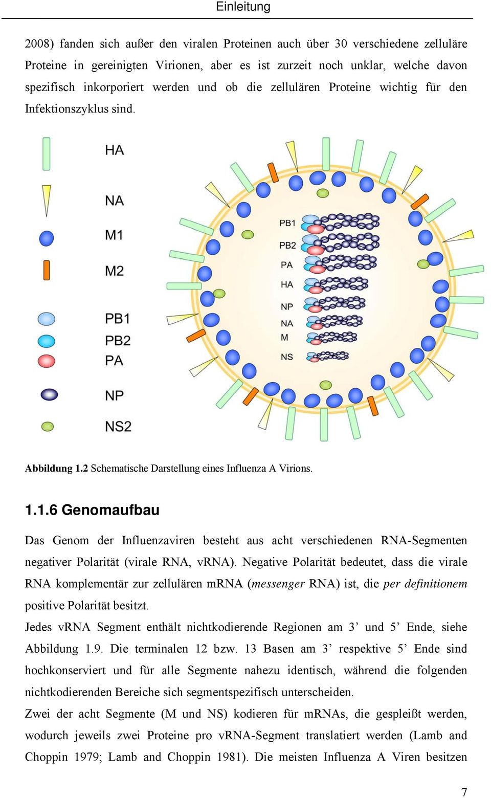 2 Schematische Darstellung eines Influenza A Virions. 1.1.6 Genomaufbau Das Genom der Influenzaviren besteht aus acht verschiedenen RNA-Segmenten negativer Polarität (virale RNA, vrna).