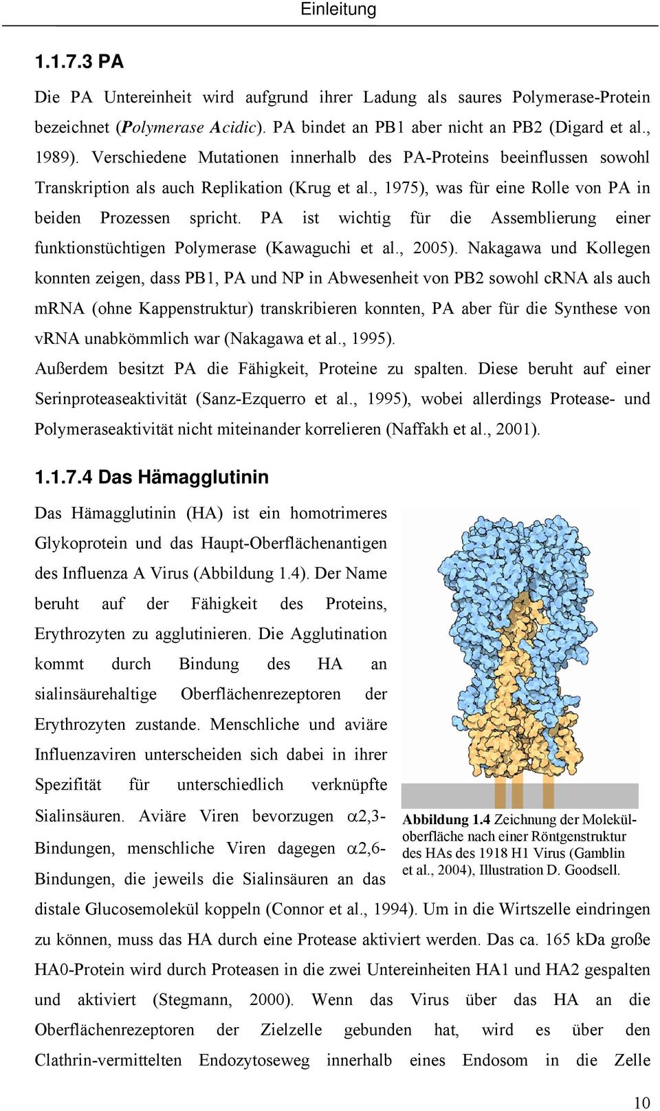 PA ist wichtig für die Assemblierung einer funktionstüchtigen Polymerase (Kawaguchi et al., 2005).