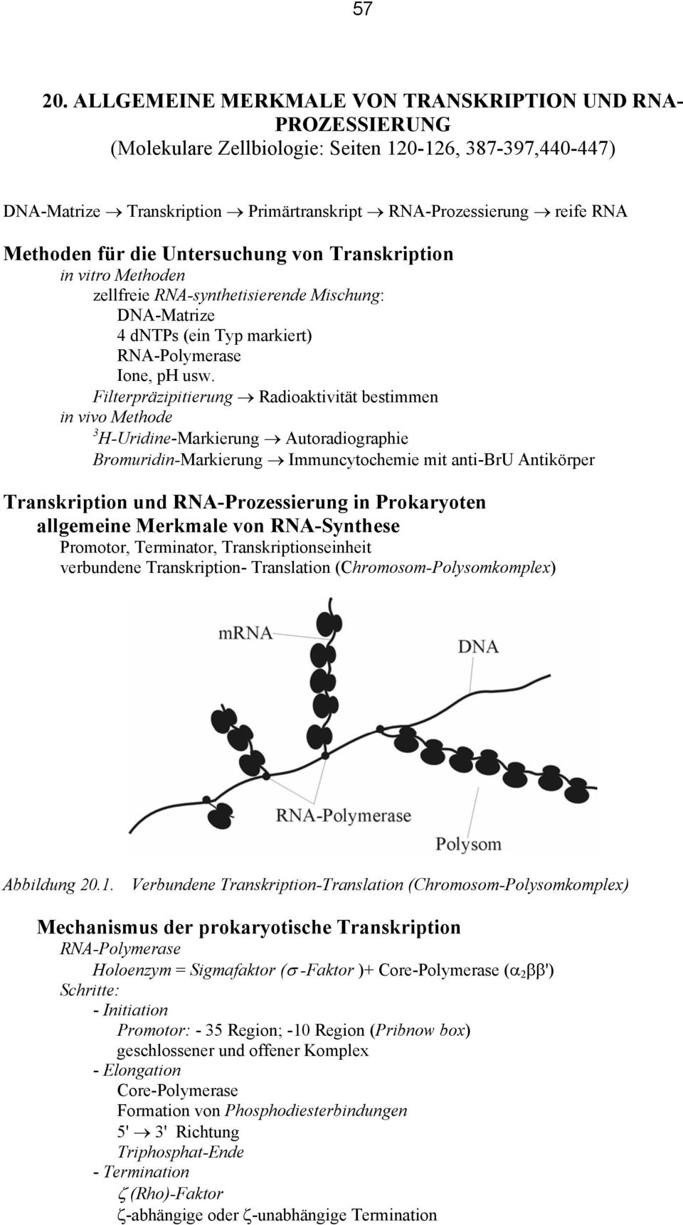 für die Untersuchung von Transkription in vitro Methoden zellfreie RNA-synthetisierende Mischung: DNA-Matrize 4 dntps (ein Typ markiert) RNA-Polymerase Ione, ph usw.