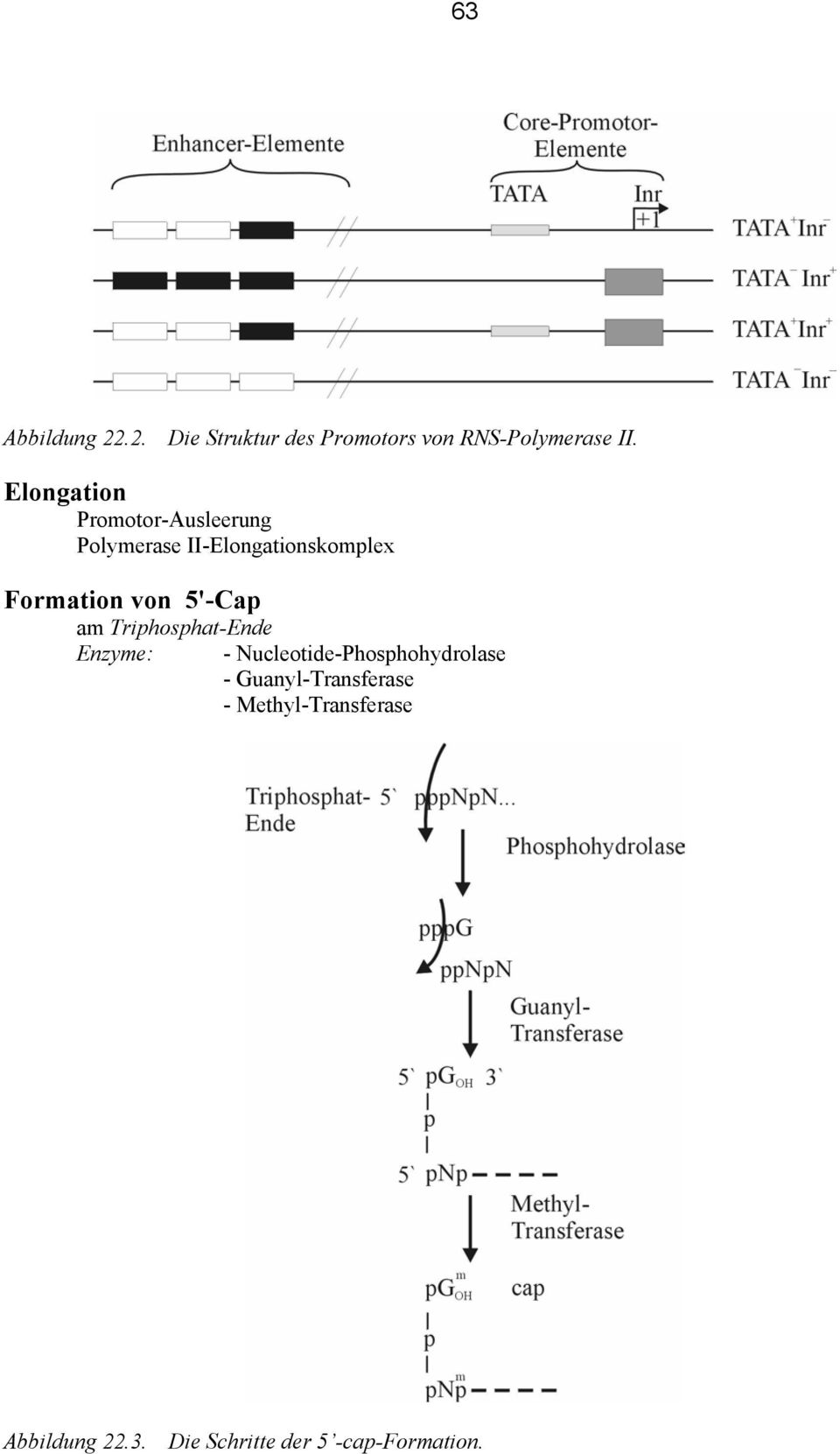von 5'-Cap am Triphosphat-Ende Enzyme: - Nucleotide-Phosphohydrolase -