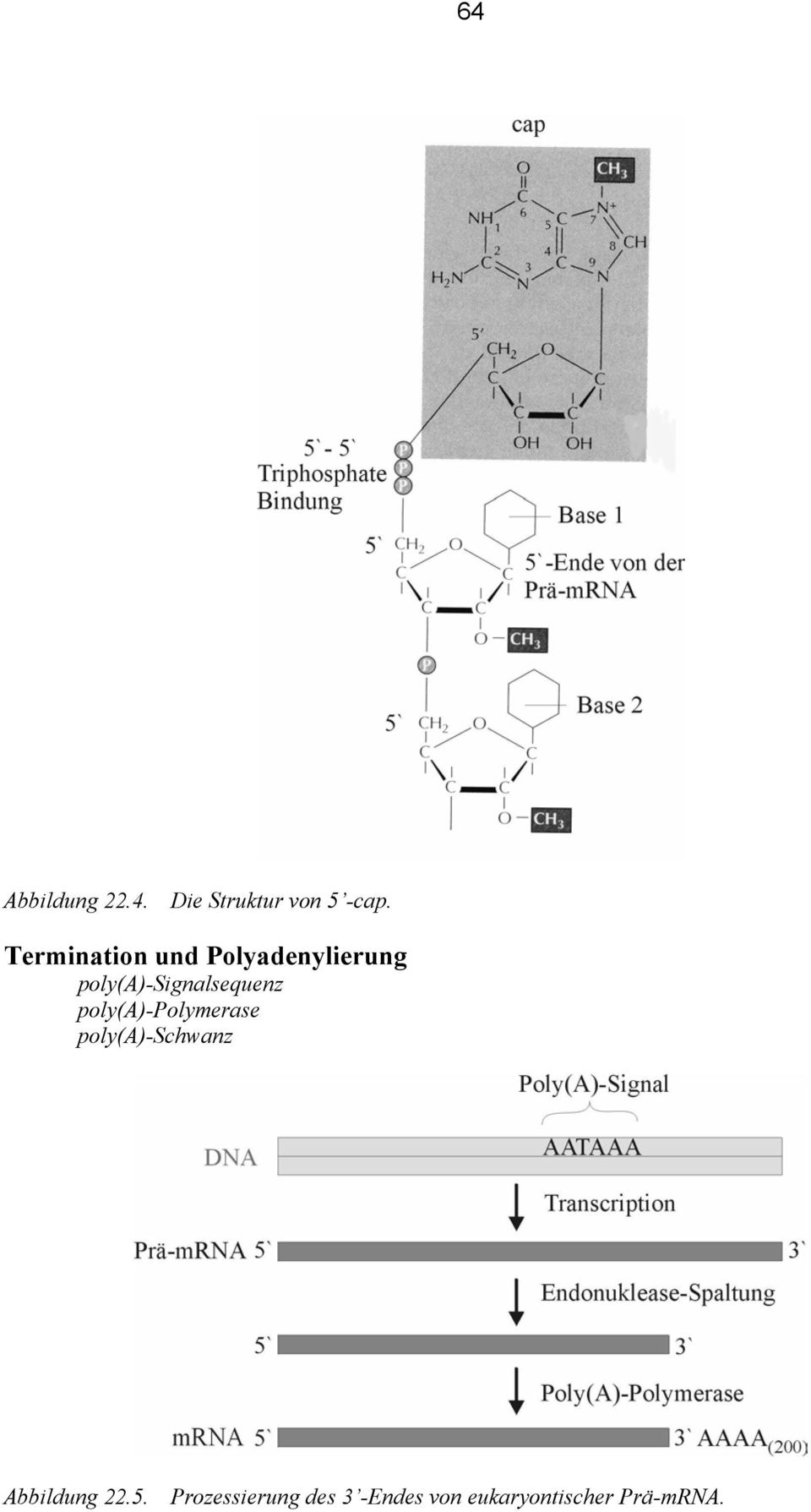 poly(a)-signalsequenz poly(a)-polymerase