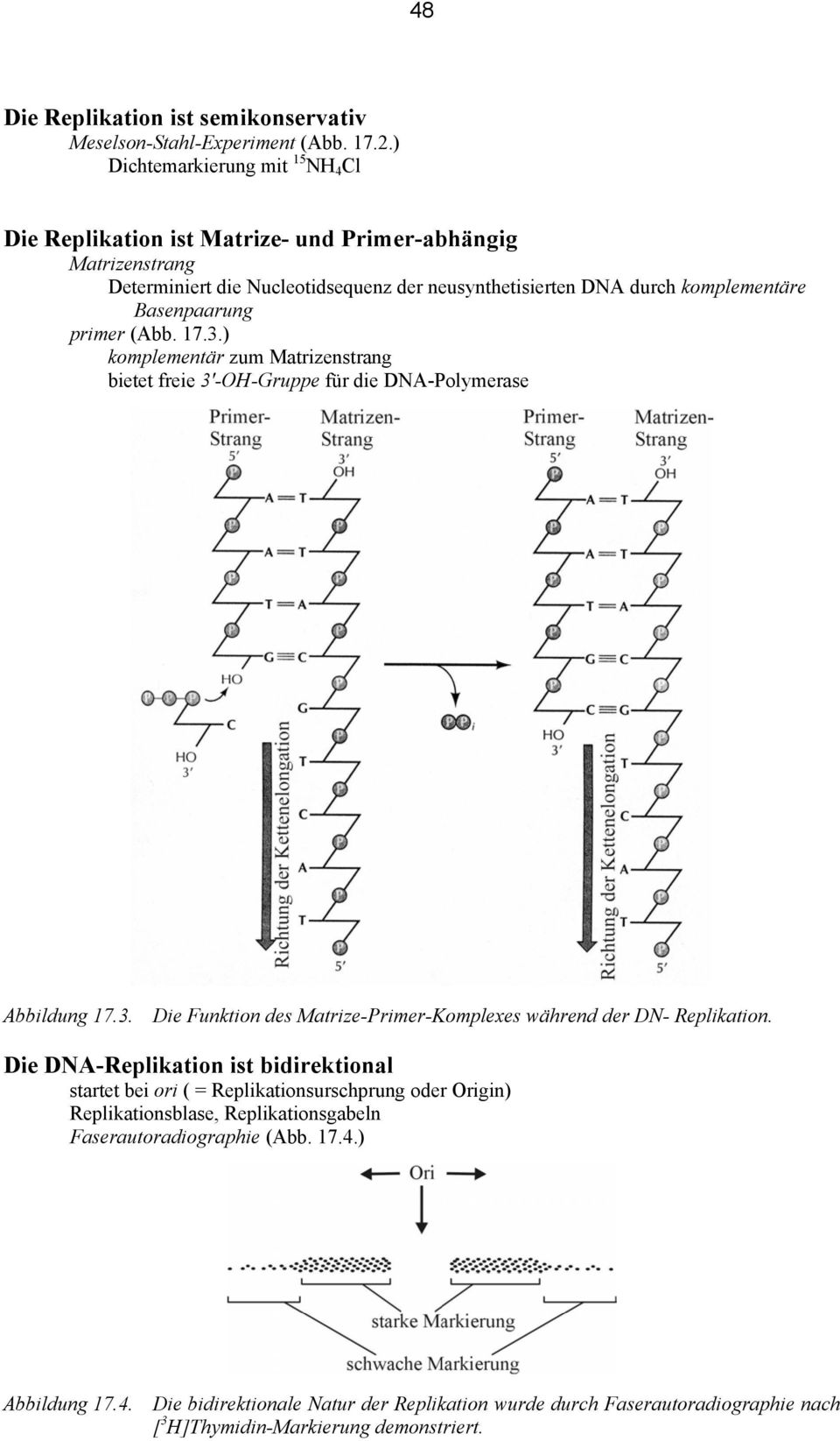 Basenpaarung primer (Abb. 17.3.) komplementär zum Matrizenstrang bietet freie 3'-OH-Gruppe für die DNA-Polymerase Abbildung 17.3. Die Funktion des Matrize-Primer-Komplexes während der DN- Replikation.