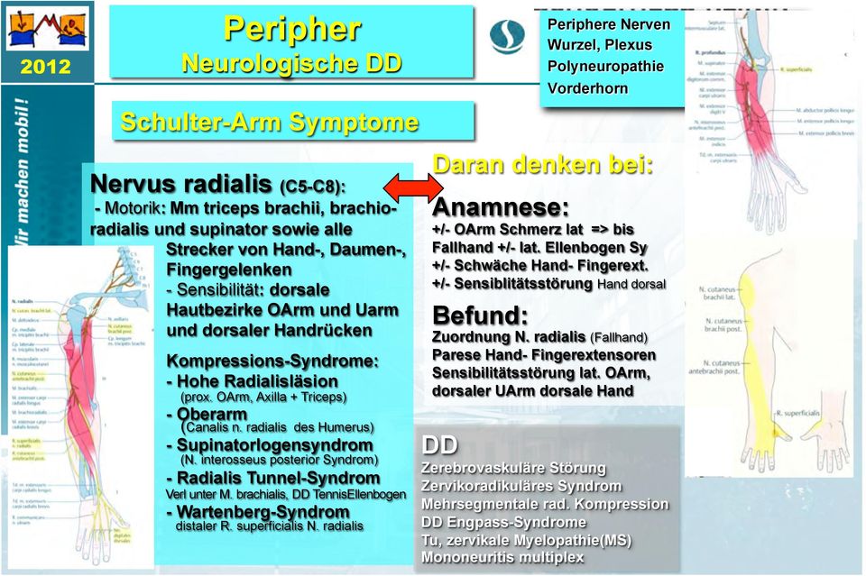 interosseus posterior Syndrom) - Radialis Tunnel-Syndrom Verl unter M. brachialis, TennisEllenbogen - Wartenberg-Syndrom distaler R. superficialis N.