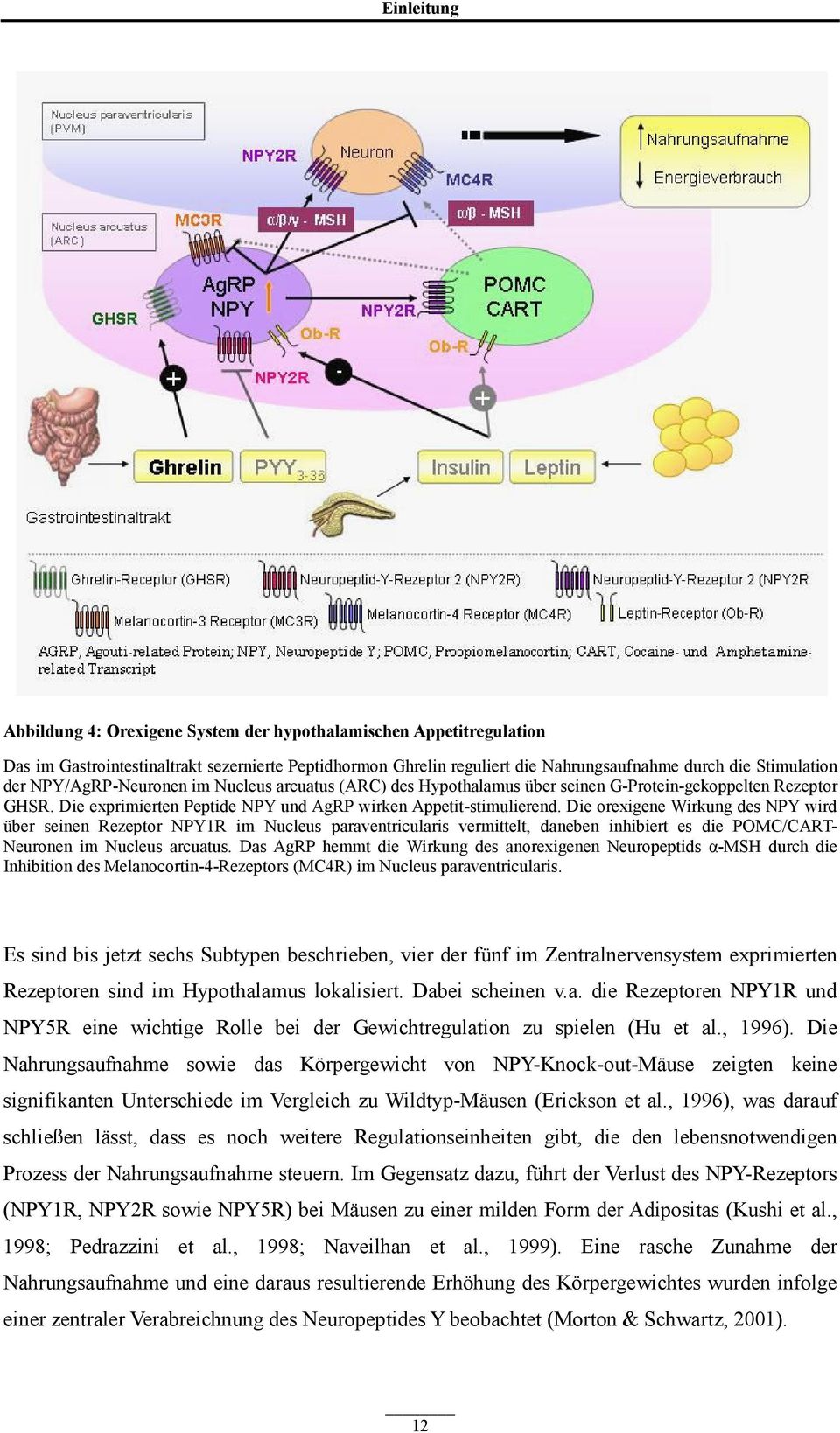 Die orexigene Wirkung des NPY wird über seinen Rezeptor NPY1R im Nucleus paraventricularis vermittelt, daneben inhibiert es die POMC/CART- Neuronen im Nucleus arcuatus.
