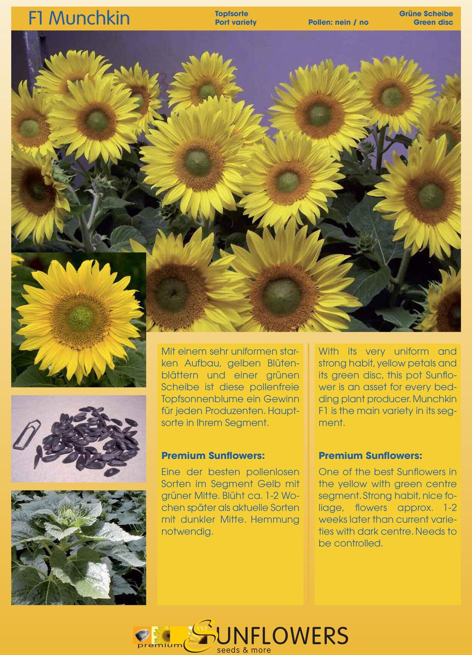 With its very uniform and strong habit, yellow petals and its green disc, this pot Sunflower is an asset for every bedding plant producer. Munchkin F1 is the main variety in its segment.