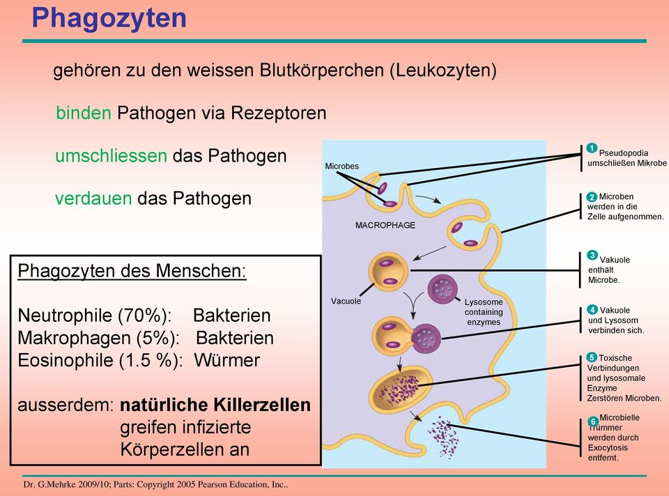 Neutrophile (70%): Bakterien Makrophagen (5%): Bakterien Eosinophile (1.
